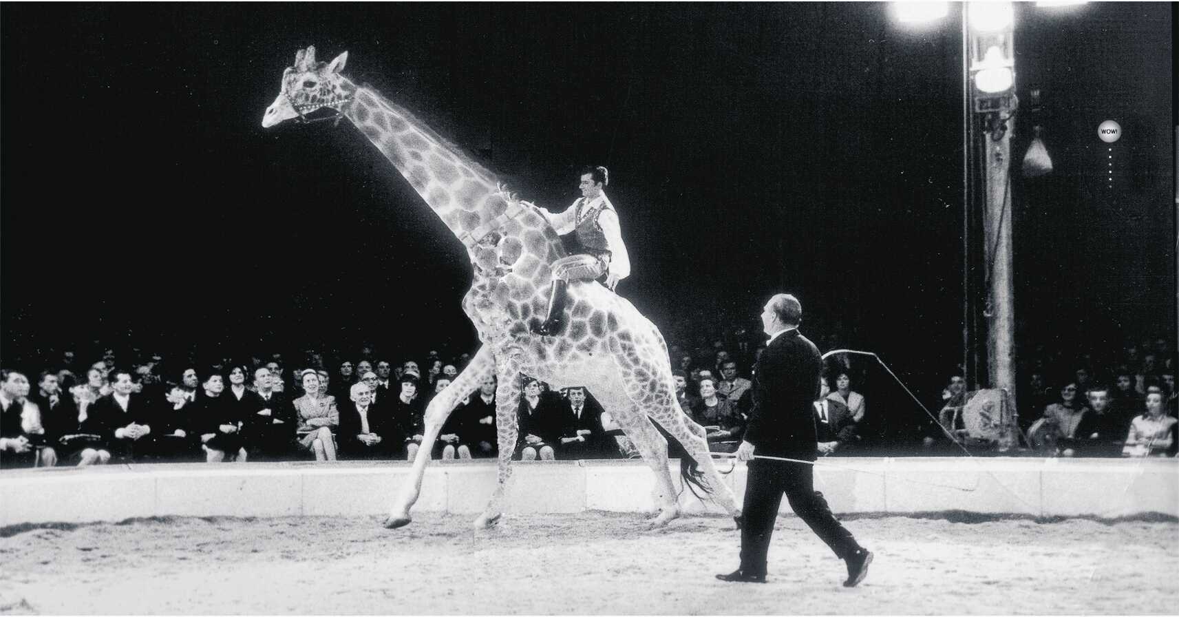 Parkteatern: Förhandsbild Salong Giraff i Vitabergsparken 17-18/8
